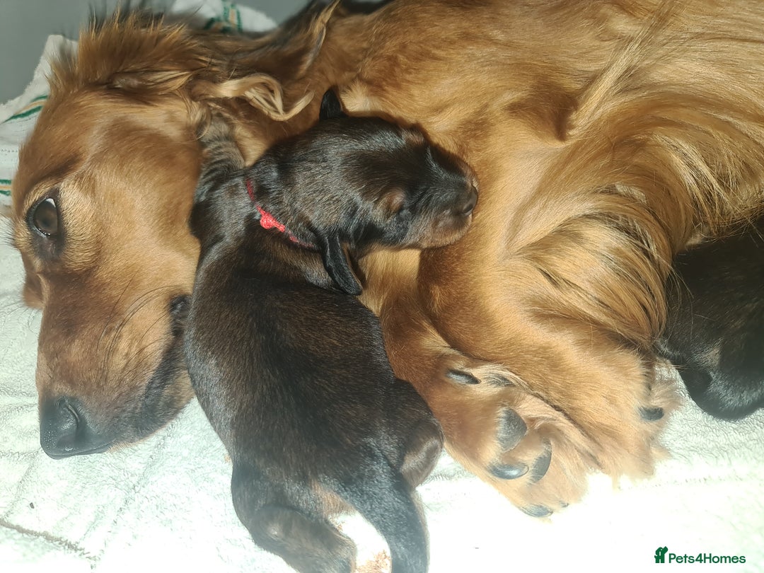 Dachshund dogs for sale: 5 beautiful long-haired Dachshunds pupps - Image 3