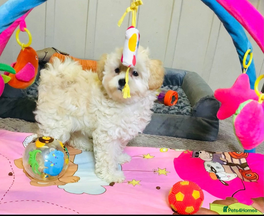 Maltipoo dogs for sale: TWO MINI MALTIPOO GIRLS ~ READY NOW  - Image 3
