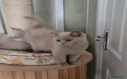 British Shorthair cats for sale: Gccf Champion parents RARE FAWN 1 left Ready Now - Image 5