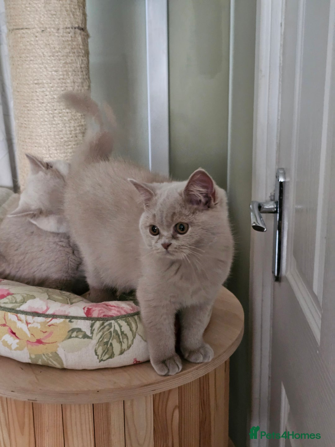 British Shorthair cats for sale: Gccf Champion parents RARE FAWN 1 left Ready Now - Image 5