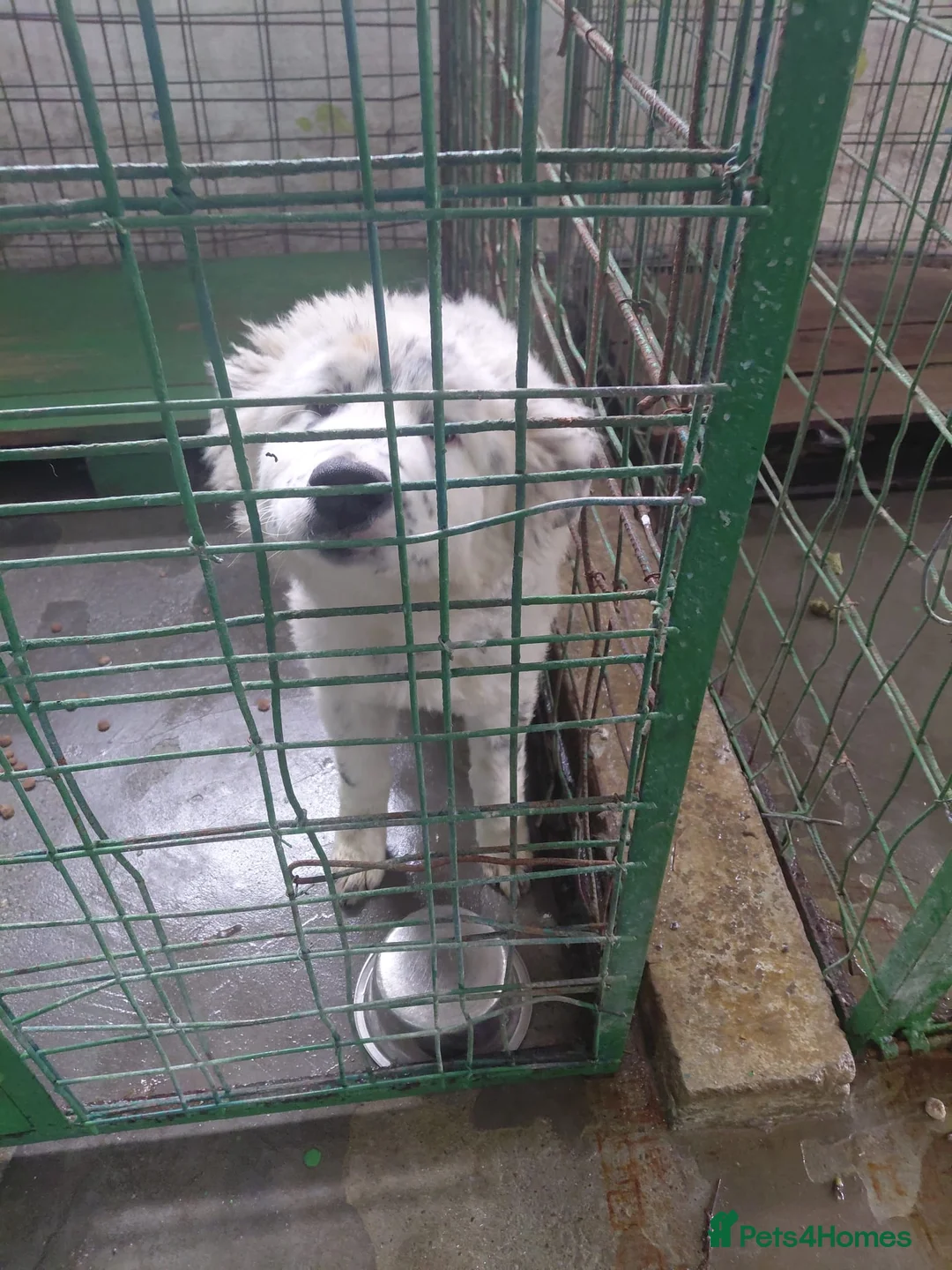 Mixed Breed dogs for adoption: DALMA – the Dalmatian Dream with a Shepherd’s Soul - Advert 2