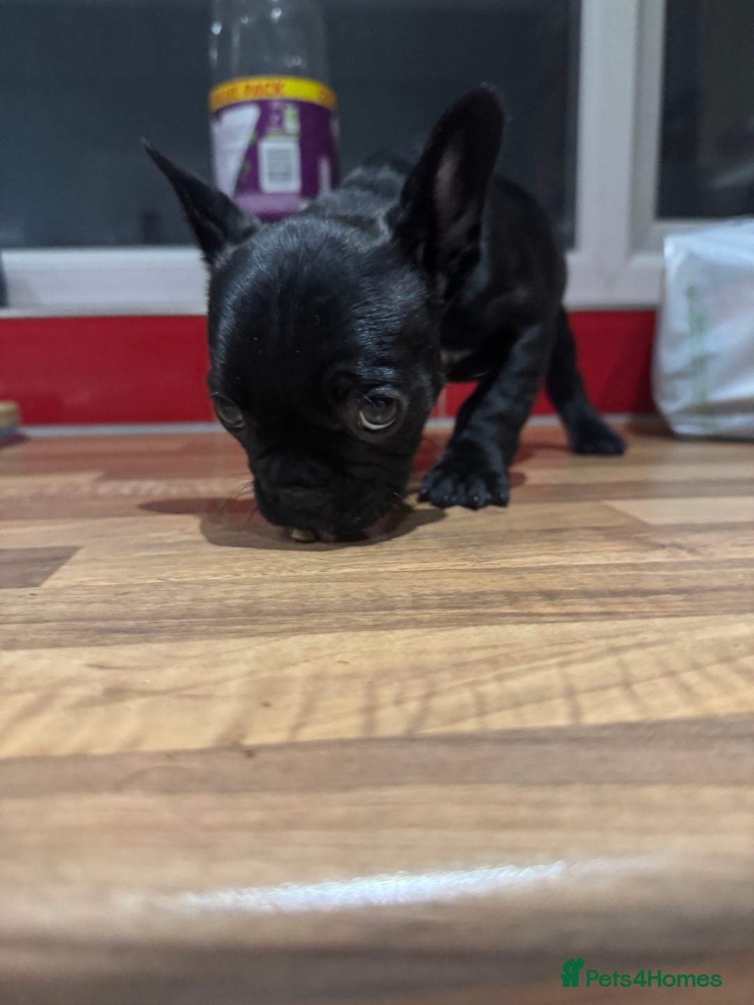 French Bulldog dogs for sale: 1 French bulldog girl left - Advert 6