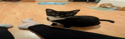 Mixed Breed cats for sale: Adult cat for rehoming - Advert 3