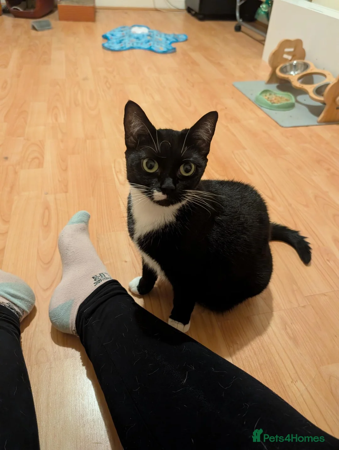 Mixed Breed cats for sale: Adult cat for rehoming - Advert 3