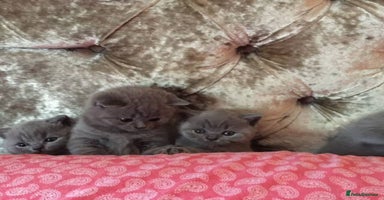 British Shorthair cats - Advert 16