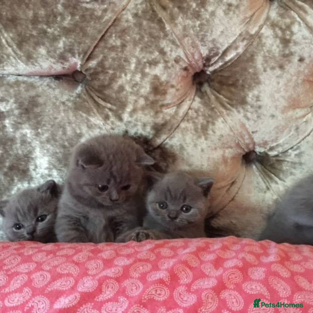 British Shorthair cats for sale: GCCF British Shorthair Pedigree Kittens - London  - Image 2