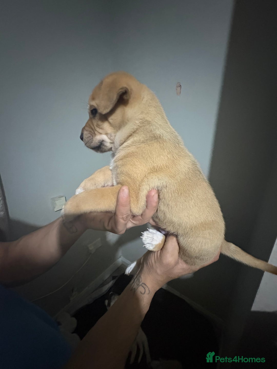 Mixed Breed dogs for sale: american akita  - Advert 12