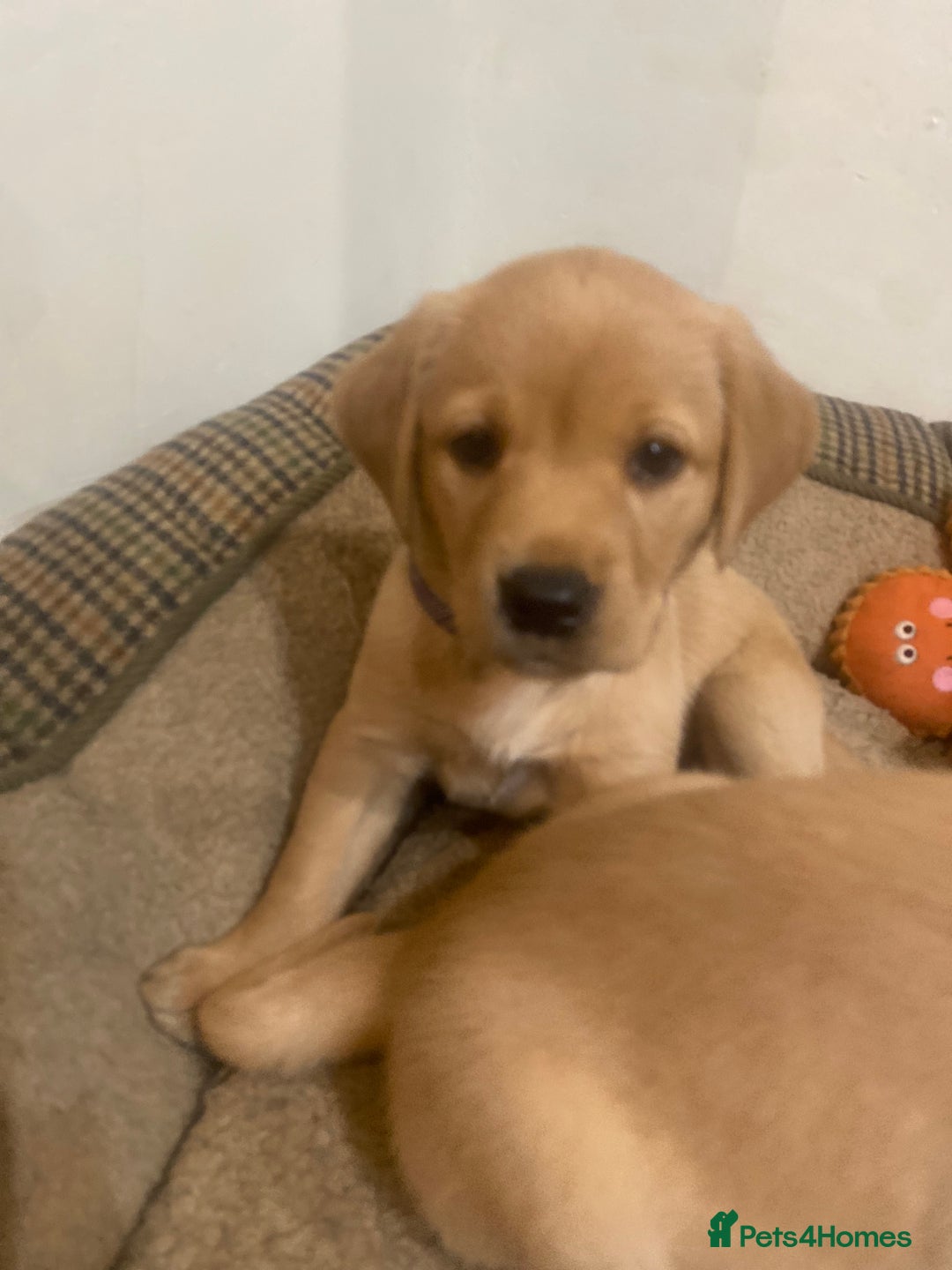 Labrador Retriever dogs for sale: Gorgeous Working Labrador puppies  - Advert 4
