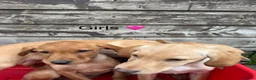 Labrador Retriever dogs for sale: Fox red & Yellow Labrador Puppies  - Advert 10