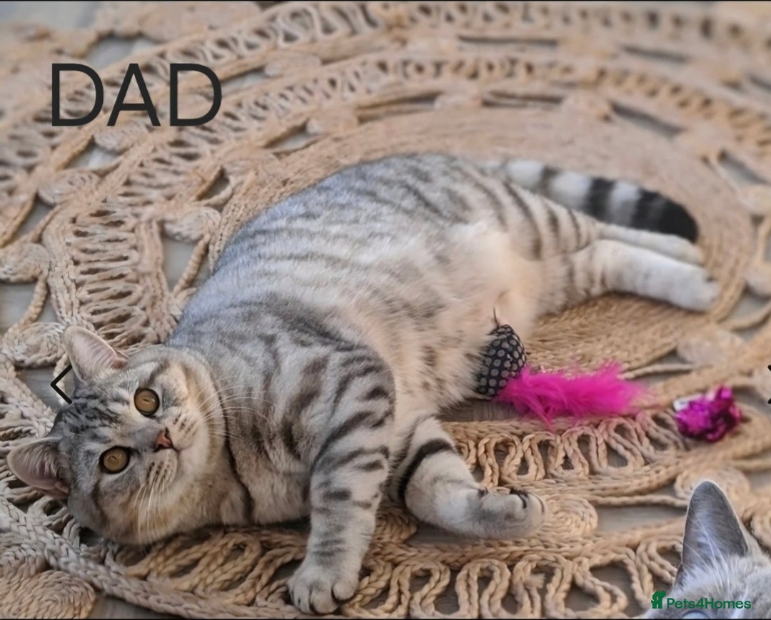 Scottish Fold cats for sale: Scottish Fold Kitten Female Ready To Be Collected  - Advert 13