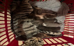 Ragdoll cats for sale: Ragdoll x tabby kittens - Image 6