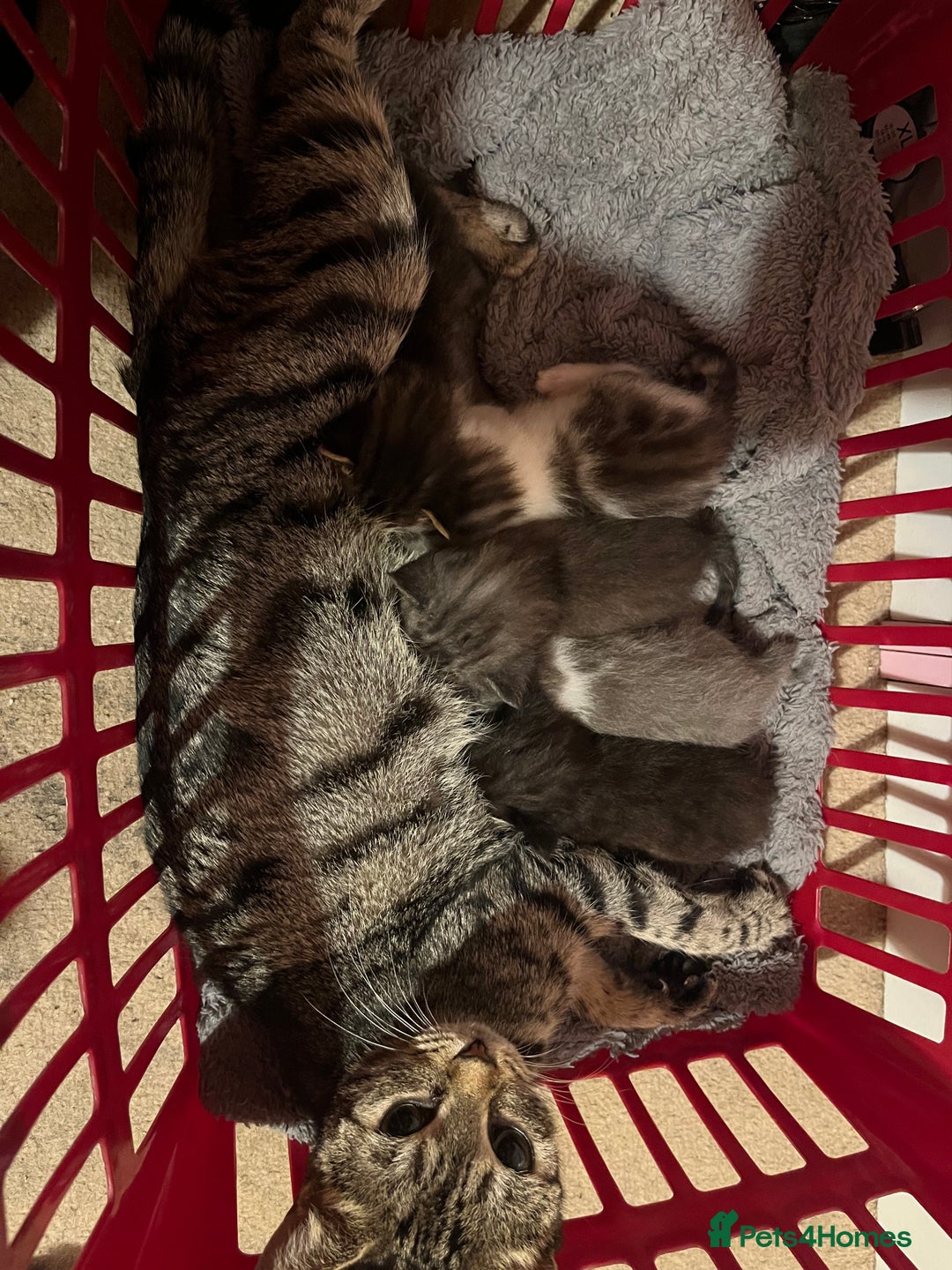 Ragdoll cats for sale: Ragdoll x tabby kittens - Image 6
