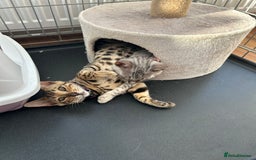Bengal cats for sale: Bengal kitten for rehoming  - Image 10