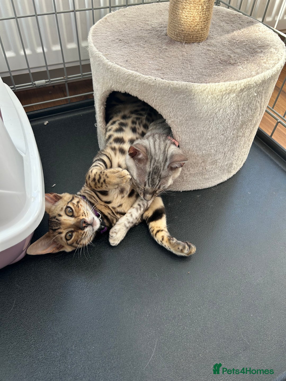 Bengal cats for sale: Bengal kitten for rehoming  - Image 10