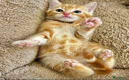 Mixed Breed cats for sale: GORGEOUS KITTENS  - Advert 4