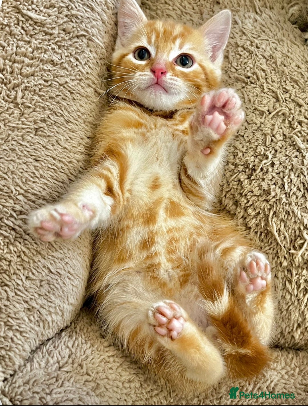 Mixed Breed cats for sale: GORGEOUS KITTENS  - Advert 4