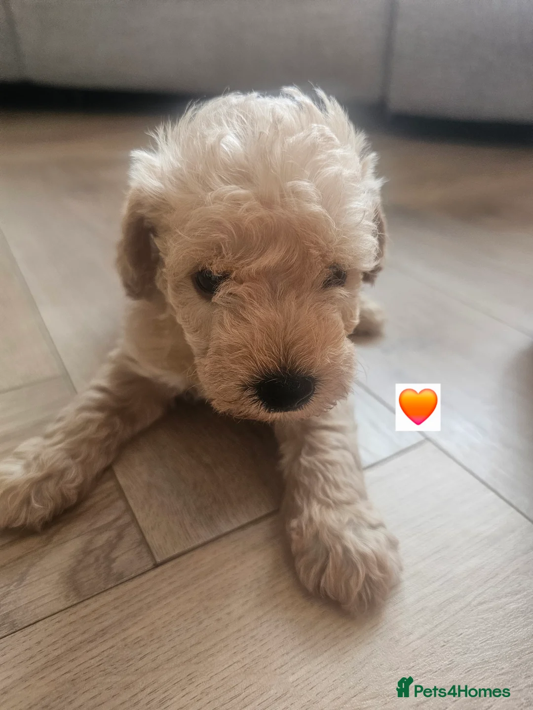 Schnoodle dogs for sale: 🐶 F2 Schnoodles looking for their loving Homes 🐶 in Romford - Advert 33