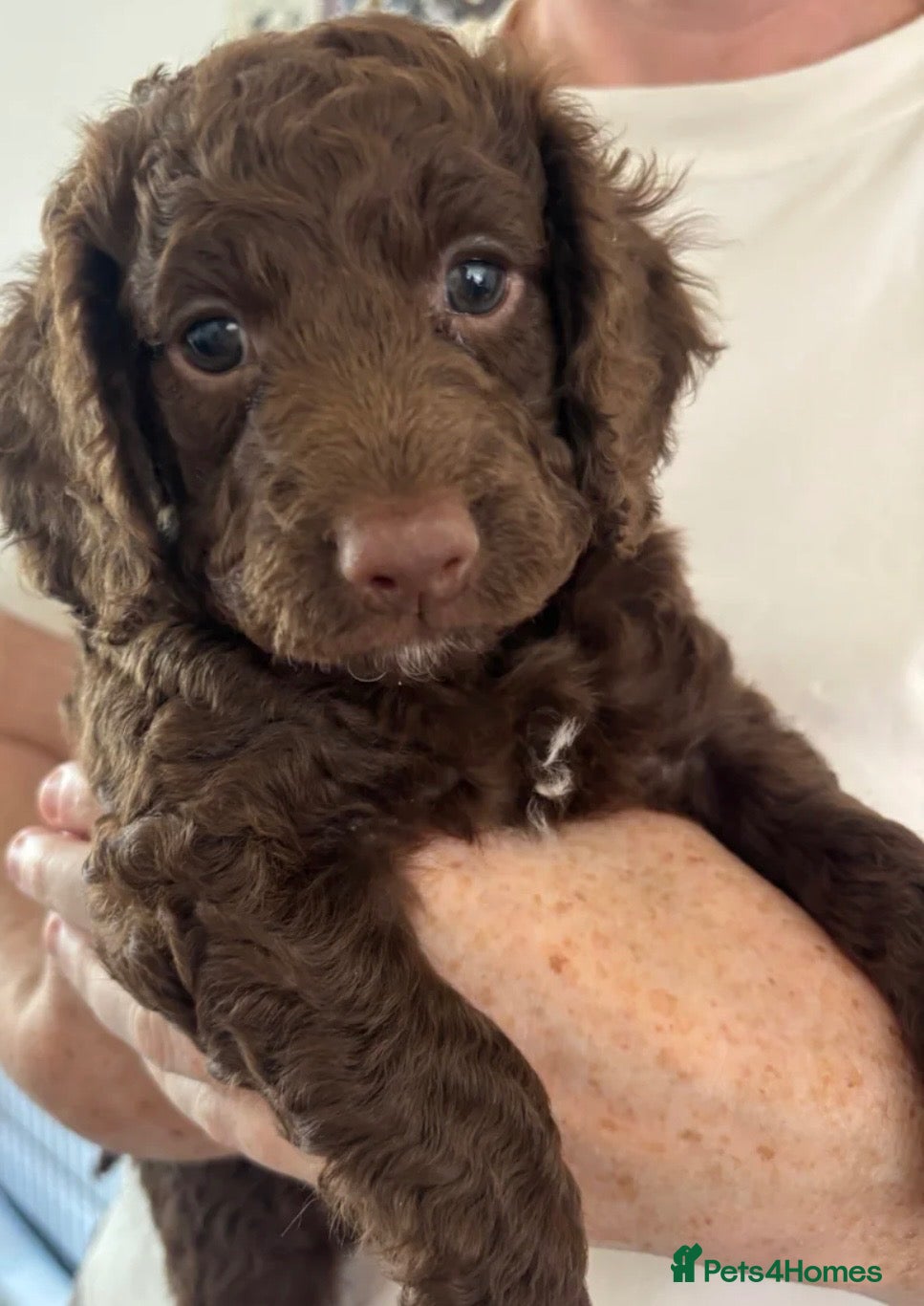 Cockapoo dogs Beautiful Cockapoos - 2 left. Family Raised.  - Advert 2