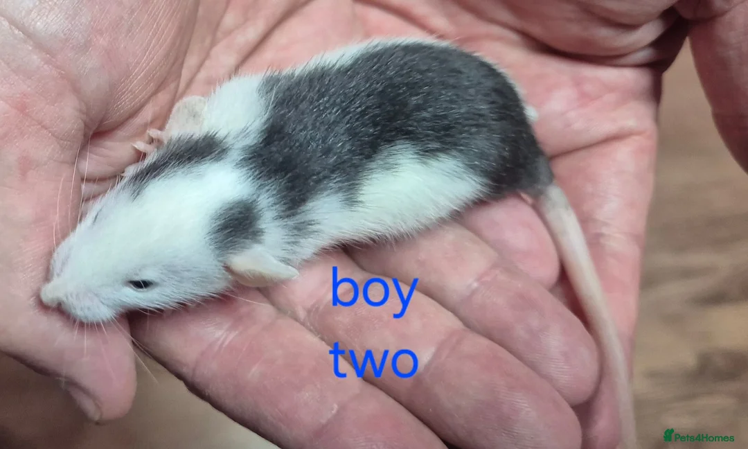 Rat rodents for sale: Baby Dumbo Rats - Advert 2