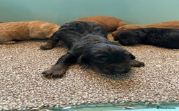 Cockapoo dogs for sale: Outstanding F1 cockapoo - Advert 5