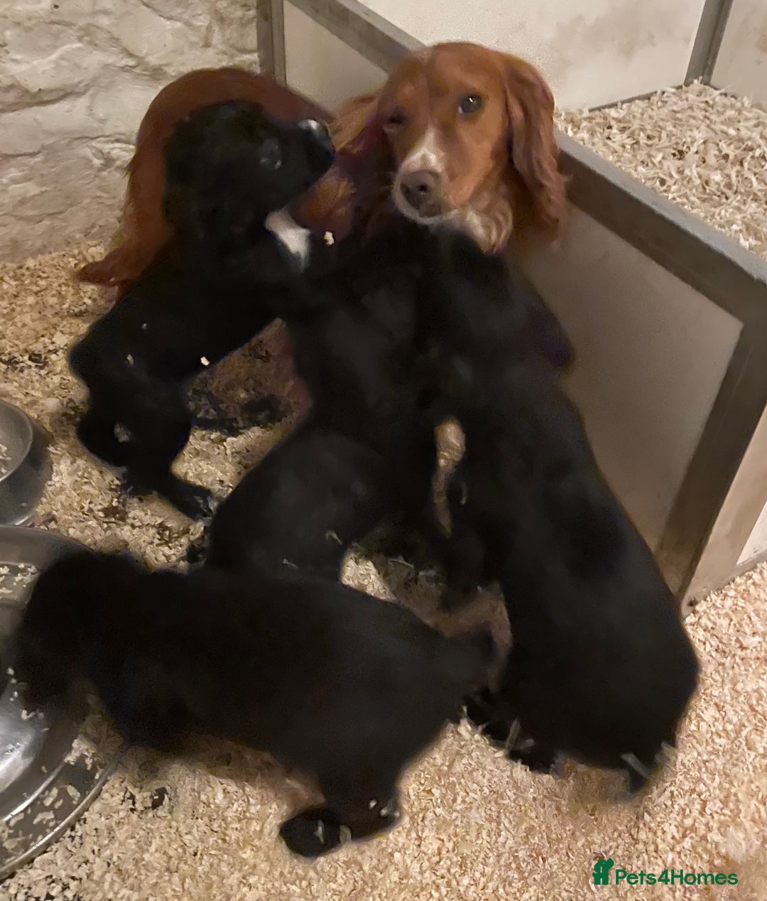 Sprocker dogs for sale: Sprocker pups - Advert 1