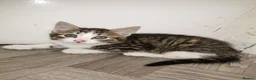 Norwegian Forest Cat cats for sale: For sale// Ready for collection - Advert 24