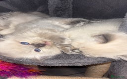 Ragdoll cats for sale: Ragdoll kittens (2 boys and 2 girls)  - Image 12