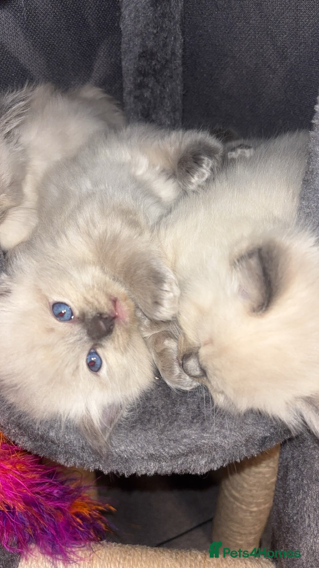 Ragdoll cats for sale: Ragdoll kittens (2 boys and 2 girls)  - Image 12