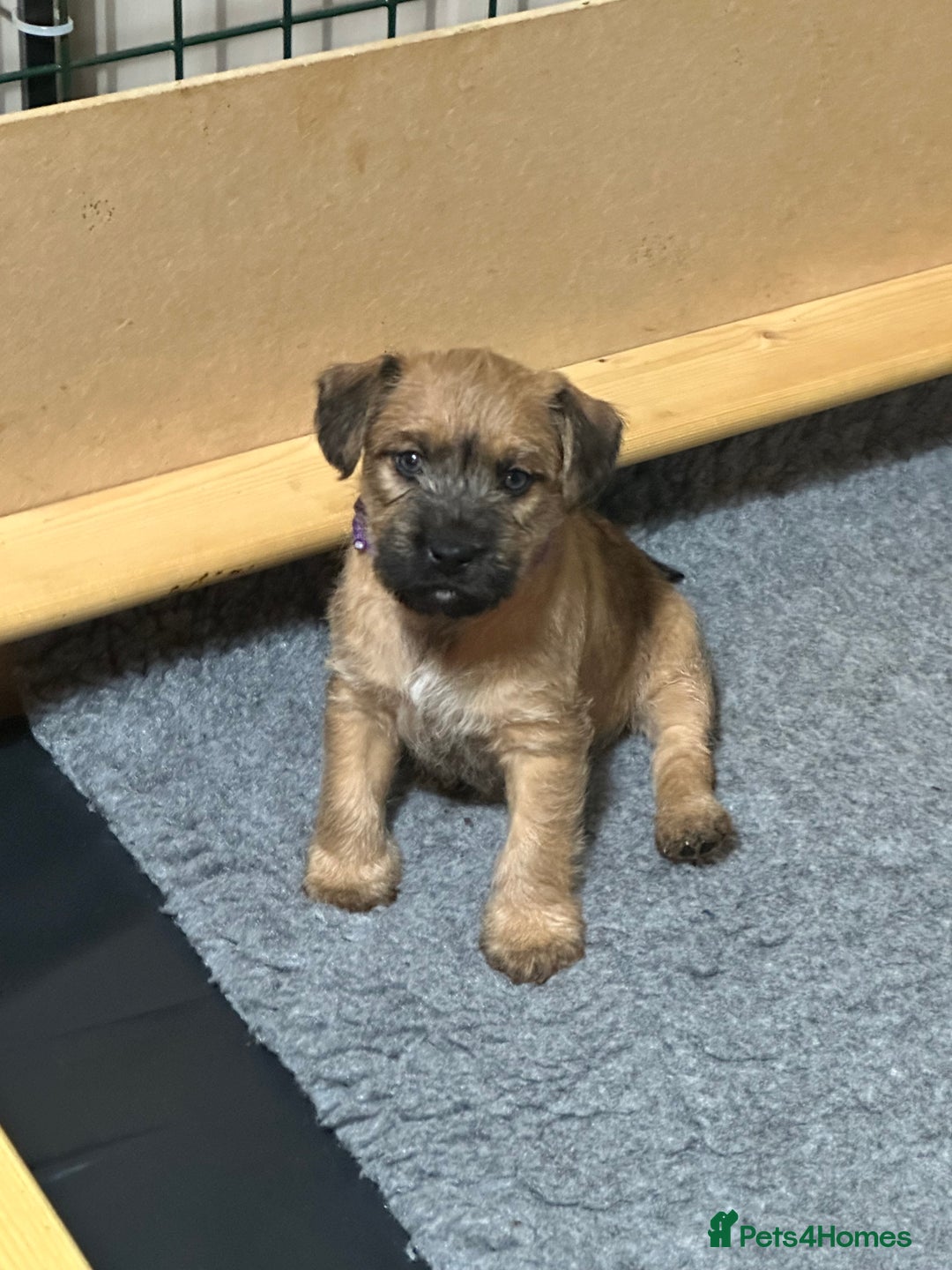 Patterdale Terrier dogs for sale: 5 Gorgeous Patterdale Puppies  - Advert 2
