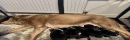 Labrador Retriever dogs for sale: KC Registered Black Chunky Labradors  - Advert 2