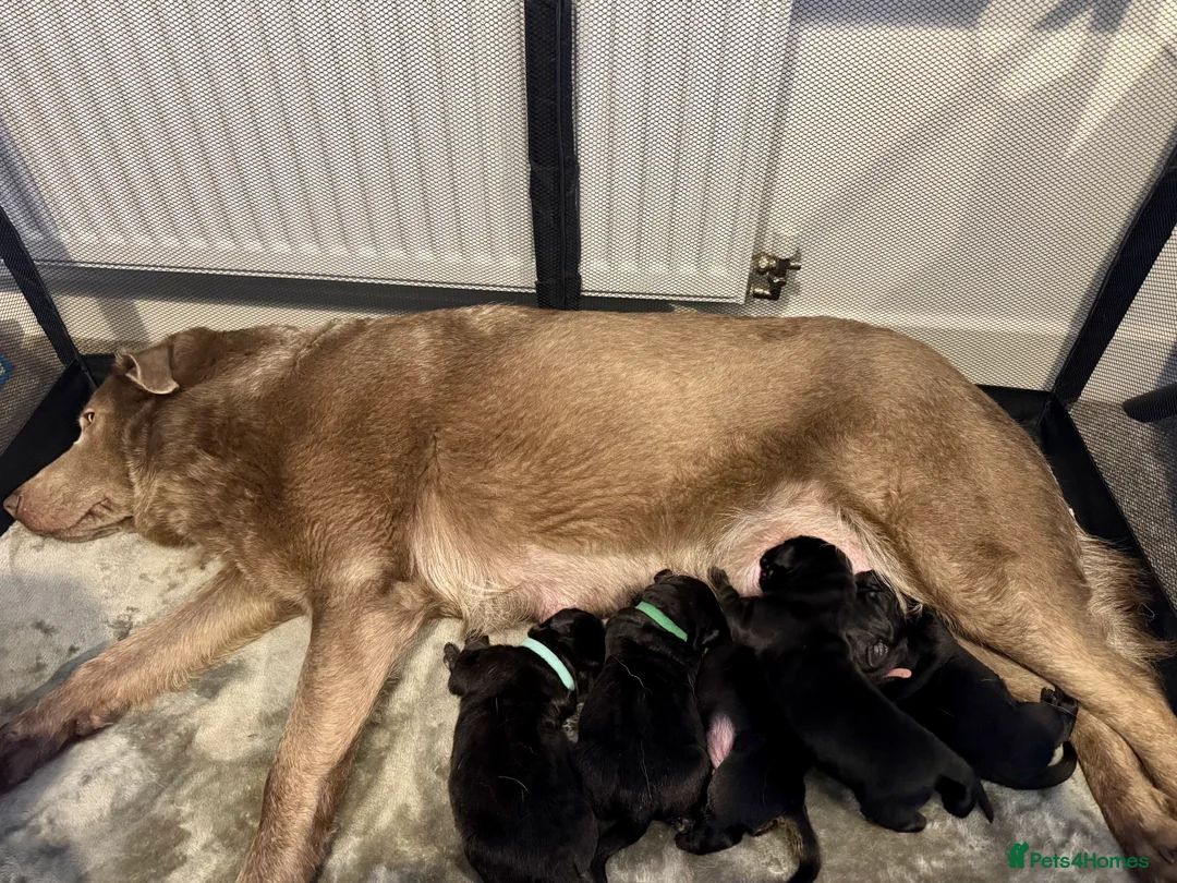 Labrador Retriever dogs for sale: KC Registered Black Chunky Labradors  - Advert 2