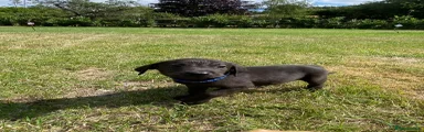 Labrador Retriever 1
