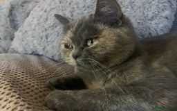 British Shorthair cats for sale: ❤️beautiful molly ❤️ - Image 2