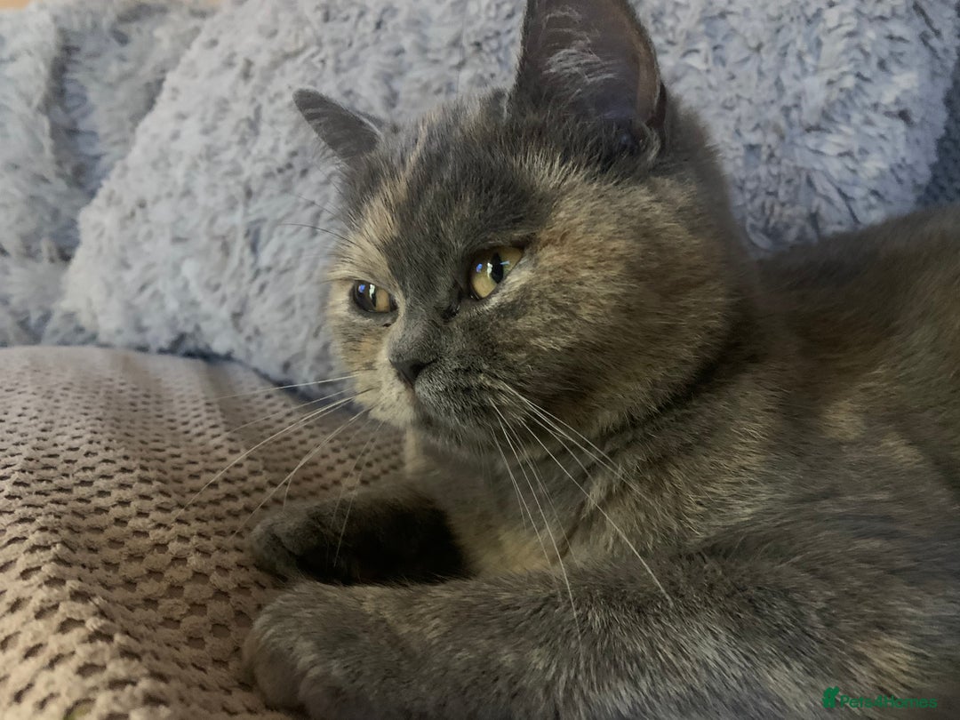 British Shorthair cats for sale: ❤️beautiful molly ❤️ - Image 2