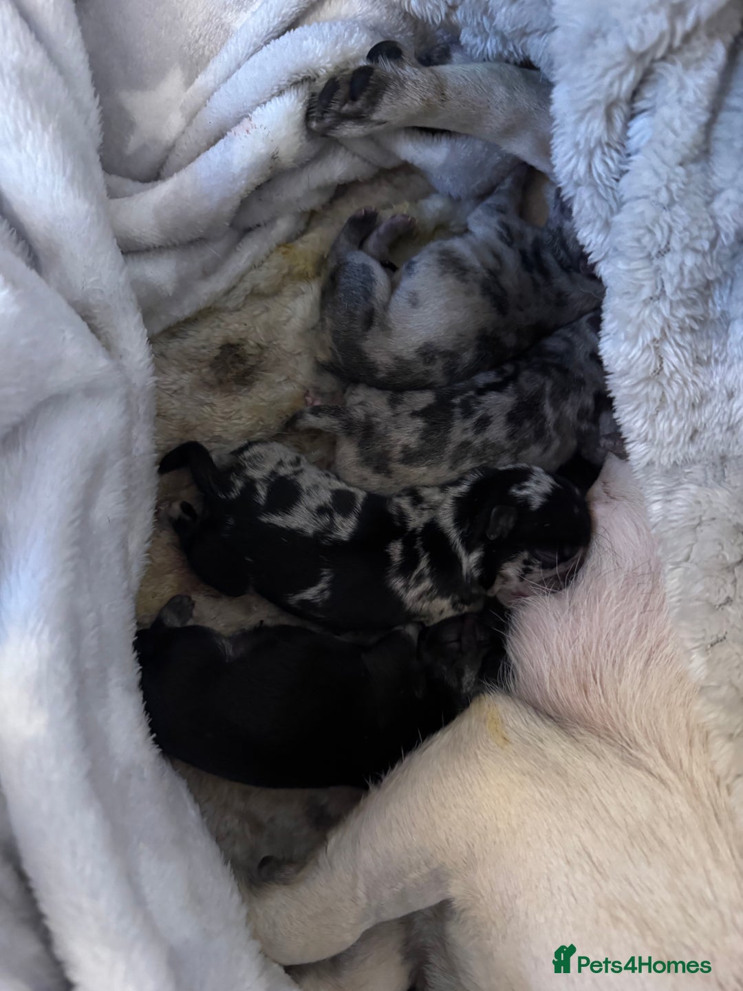 Frug dogs for sale: Pug/frenchie  - Advert 8