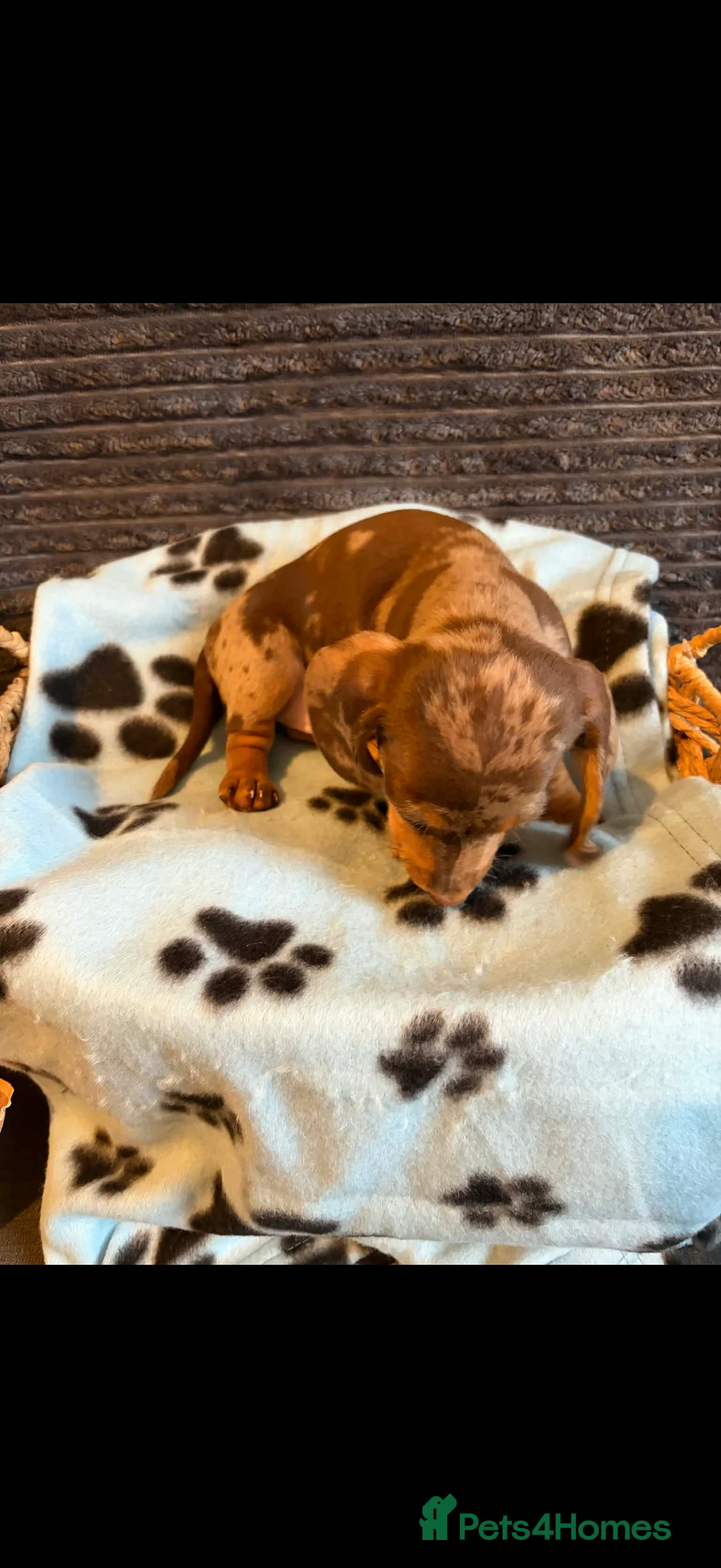 Miniature Dachshund dogs for sale: KC registered Miniature Dachshund puppies  - Advert 13