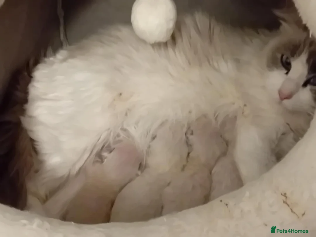 Ragdoll cats for sale: Ragdoll kittens - Advert 6