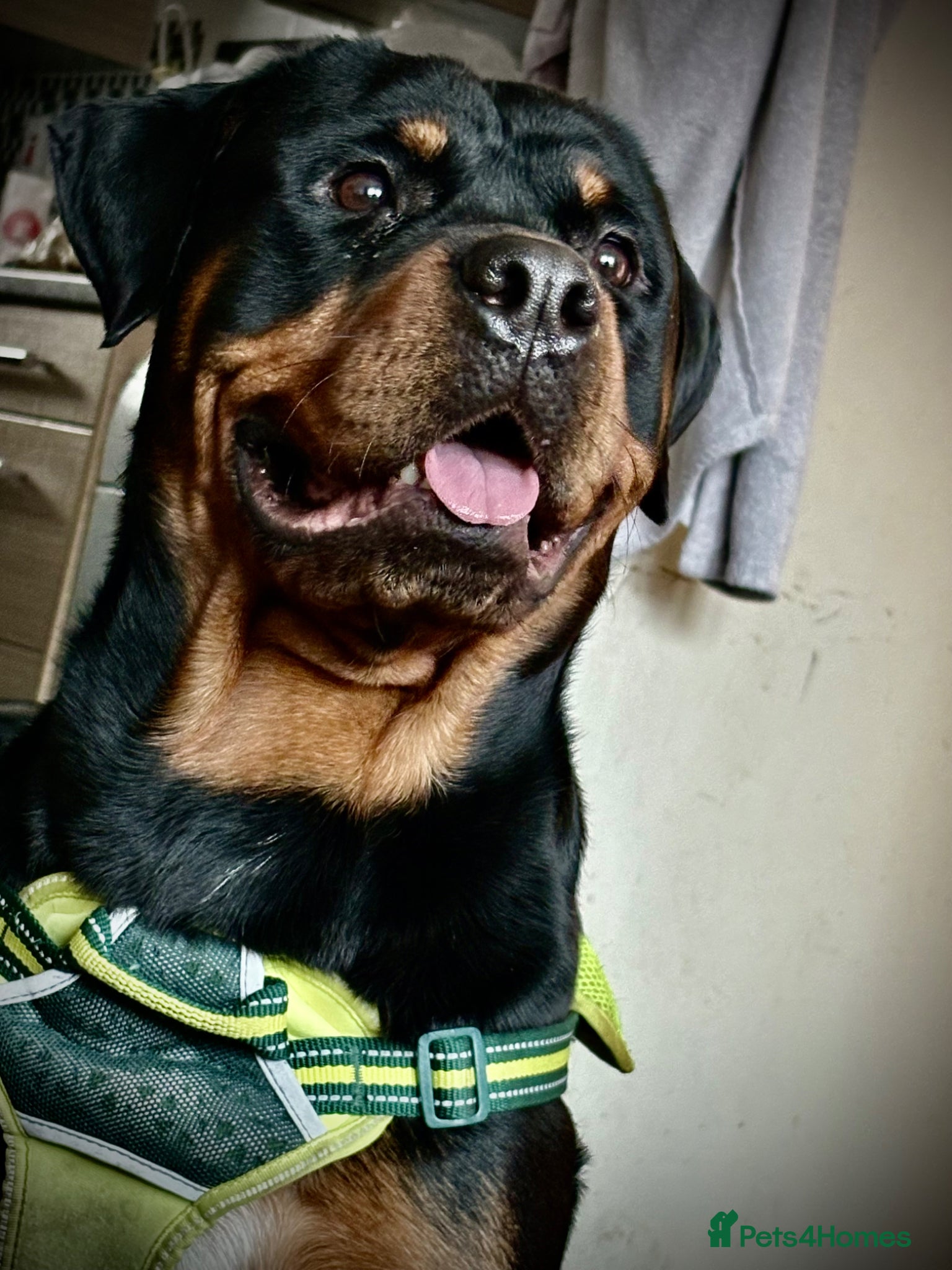 Rottweiler dogs for sale: Bullet  in London - Advert 3