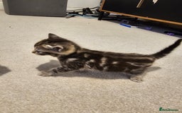 Mixed Breed cats for sale: Five Stunning Bengal X Kittens For Sale  - Image 23