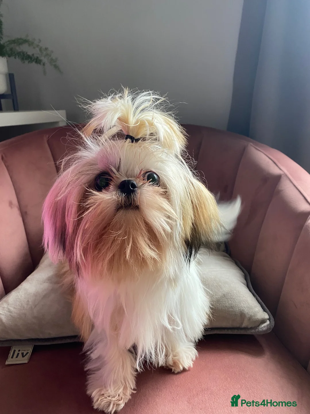 Shih Tzu dogs for stud: Shih Tzu for stud - Advert 2