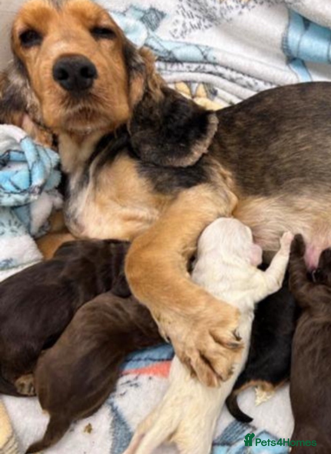 Cockapoo dogs for sale: Gorgeous F1 Cockapoo’s  - Advert 7