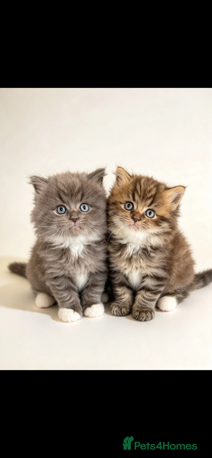 Persian cats for sale: Beautiful Persian babies  - Advert 18