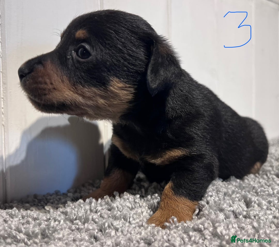 Lancashire Heeler dogs for sale: Lancashire Heelers - Image 21