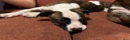 Mixed Breed dogs for sale: American bulldog x staffy - Advert 6