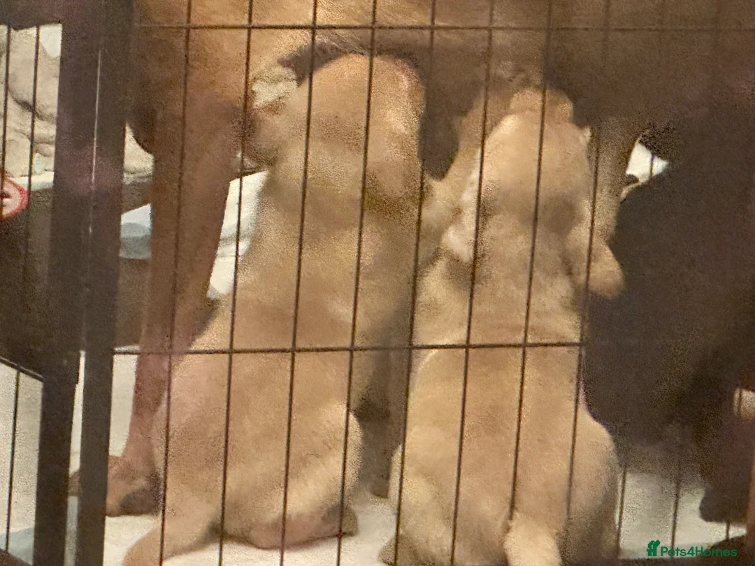 Labrador Retriever dogs for sale: Labrador puppies ready for forever homes - Advert 12