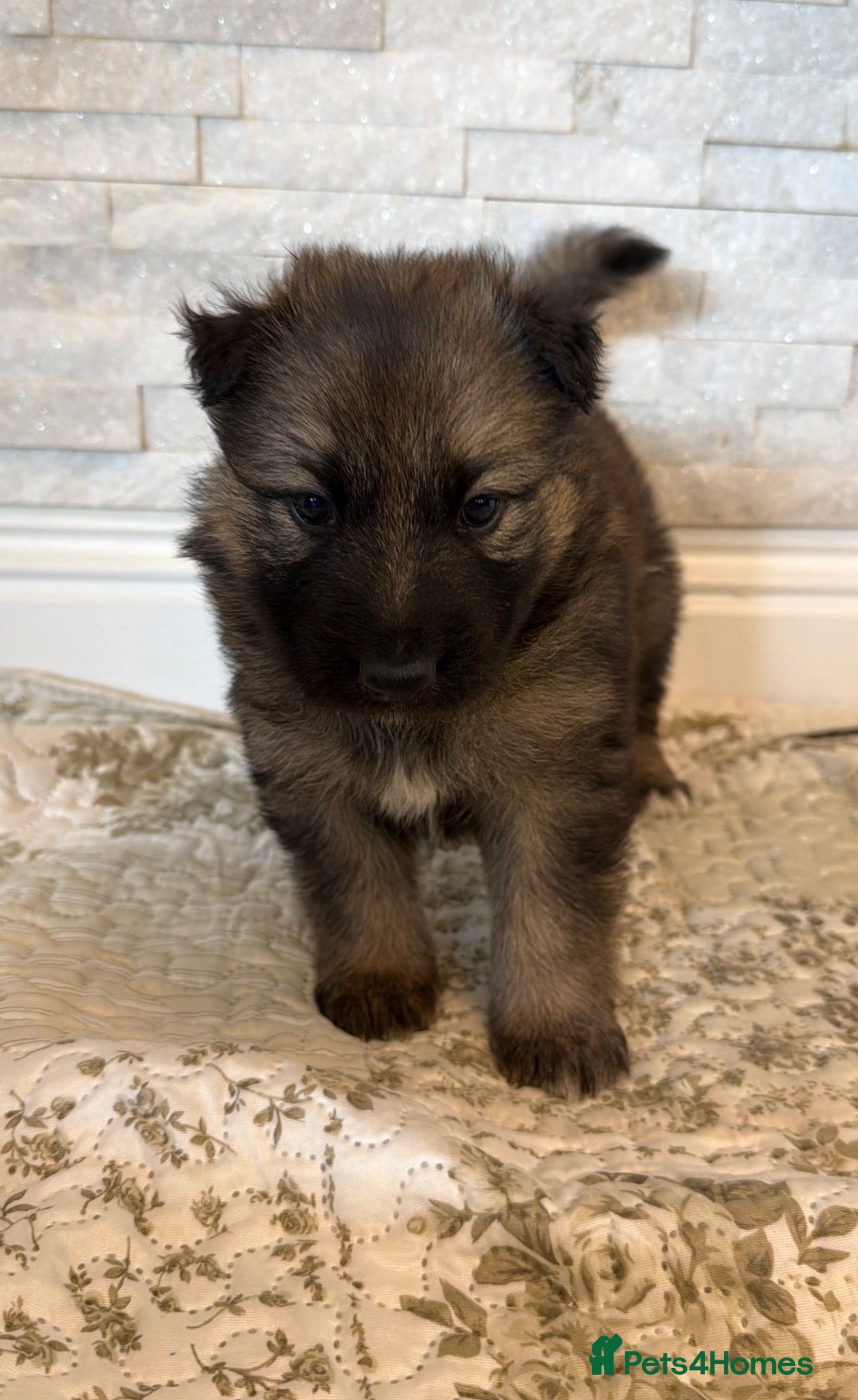 German Shepherd dogs 5Star⭐️Original Straight-Back German Shepherds  - Advert 2