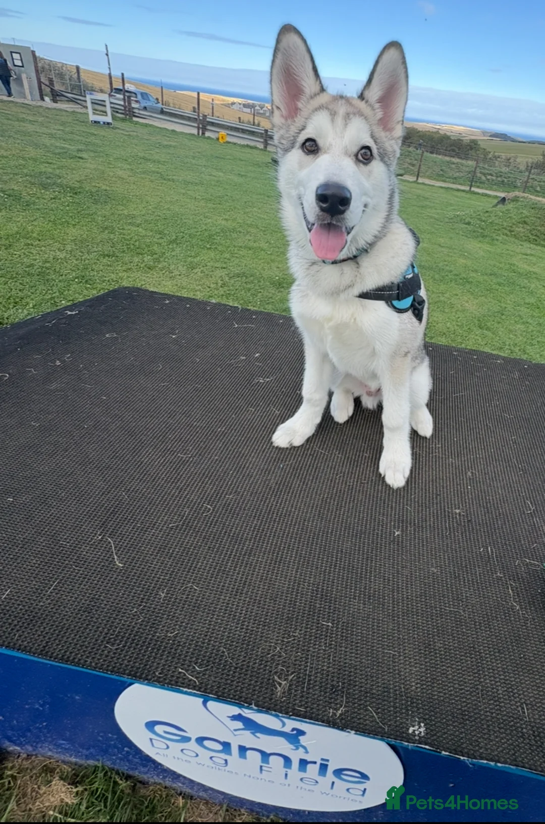 Siberian Husky dogs for sale: Almost 1 year old male Siberian Husky in Fraserburgh - Advert 2
