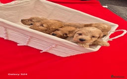 Cockapoo dogs for sale: cockerpoo puppies  - Image 10