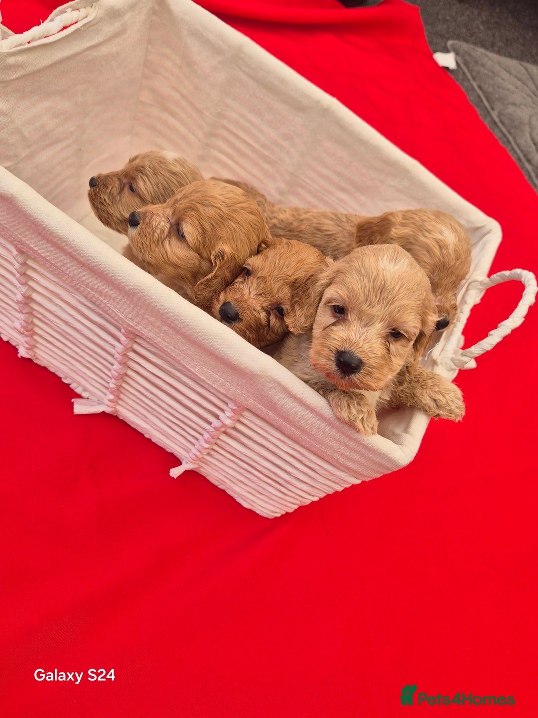Cockapoo dogs for sale: cockerpoo puppies  - Image 10