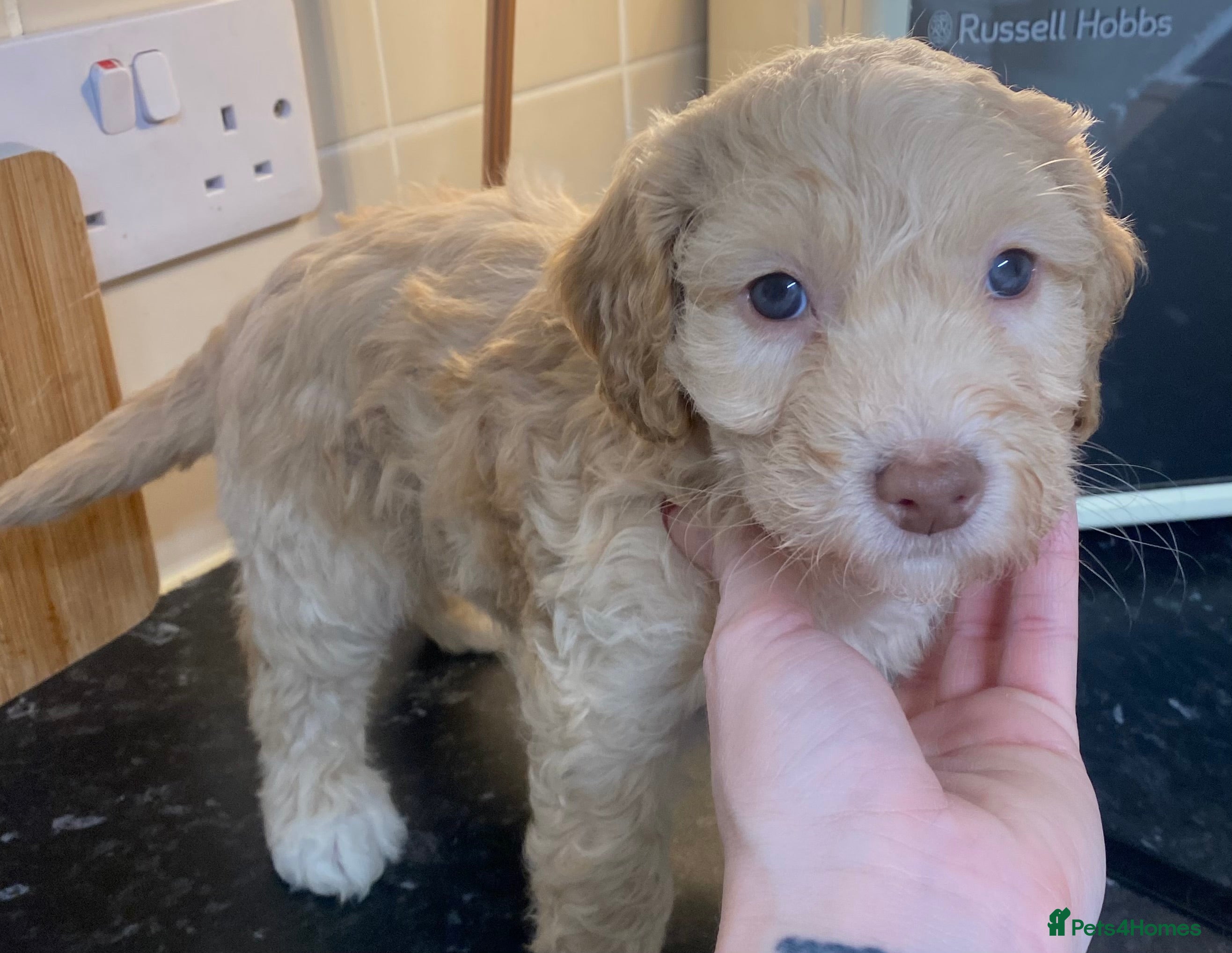 Cockapoo dogs Beautiful F2 Cockapoo puppies 🏡🐶  - Advert 15